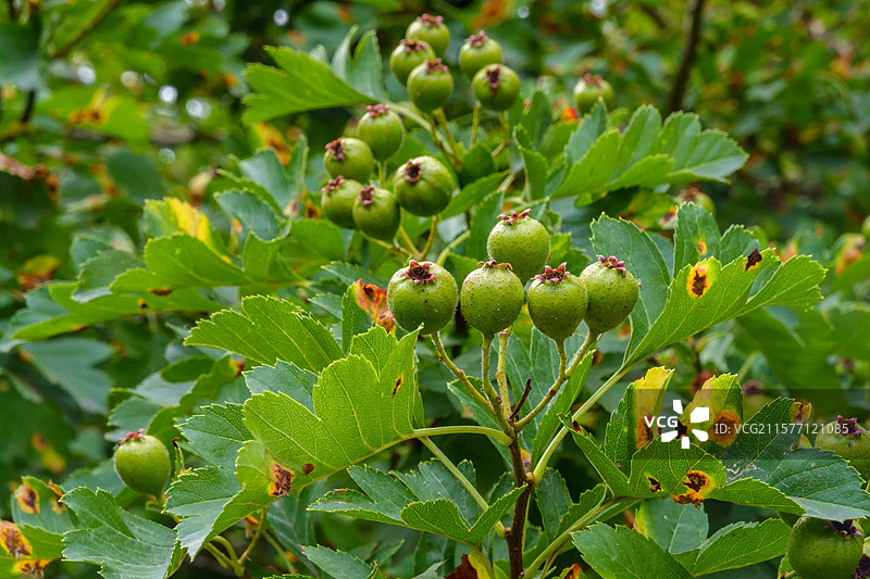 山楂Hawthorn图片素材