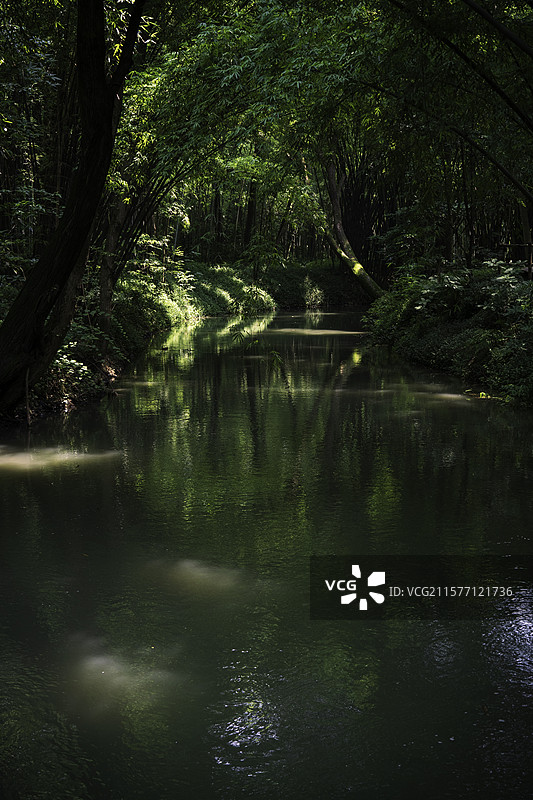 新津斑竹林图片素材