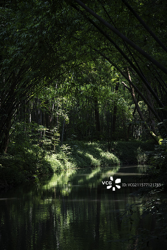 新津斑竹林图片素材