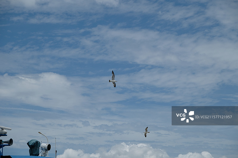 鸡山岛码头飞翔的海鸥图片素材