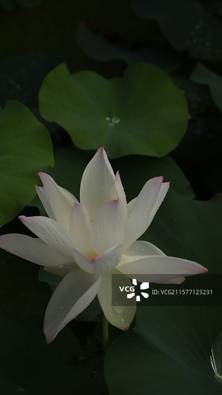 2025年第三届横琴粤澳深度合作区荷花节 白色荷花特写图片素材