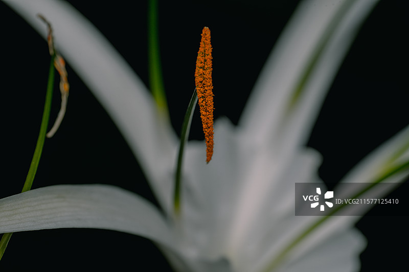 水鬼蕉特写图片素材
