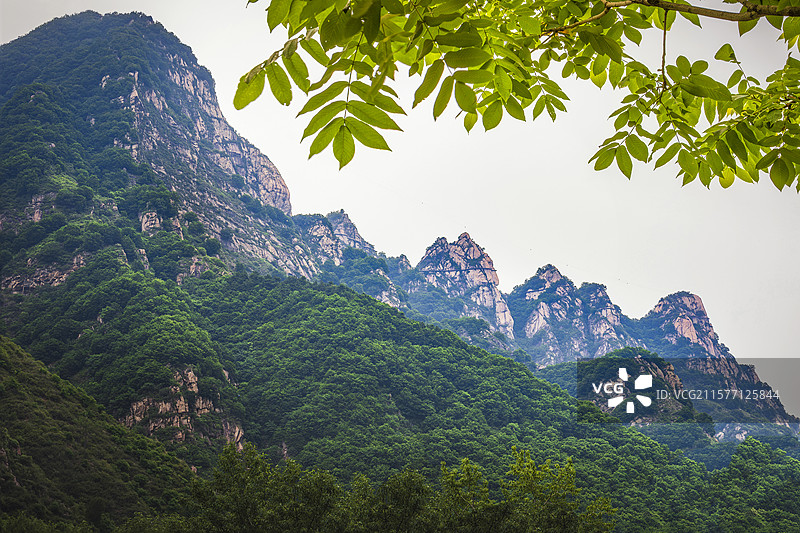 漫山花溪谷风光图片素材