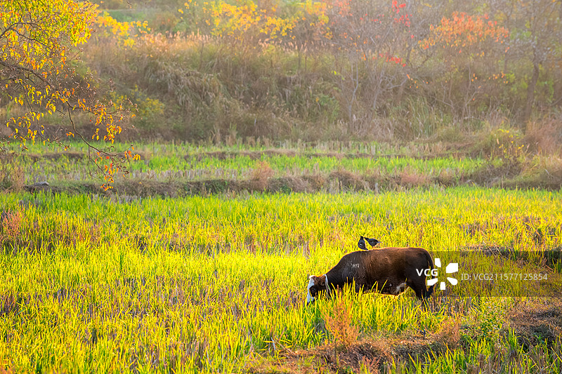 湖北省大悟县秋季乡村风景图片素材