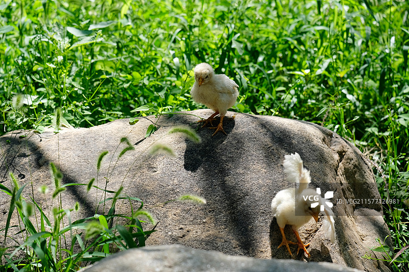公园绿草地。果树上溜达的小鸡。狗尾巴草图片素材
