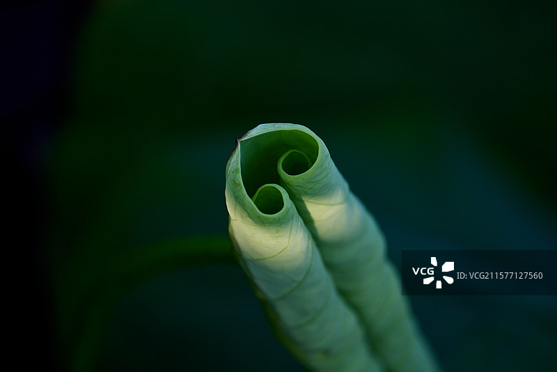 黑色背景下的荷叶特写镜头图片素材