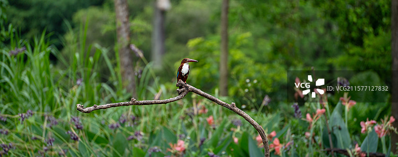 深圳洪湖公园里的白胸翡翠正站在枝头休息图片素材