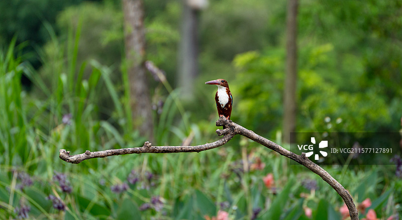 深圳洪湖公园里的白胸翡翠正站在枝头休息图片素材