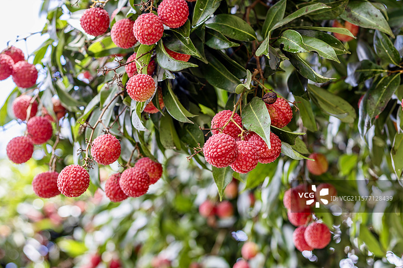 成熟的荔枝挂在树上图片素材