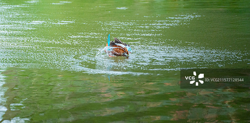 深圳洪湖公园里的白胸翡翠俯冲冲入水中捕鱼图片素材