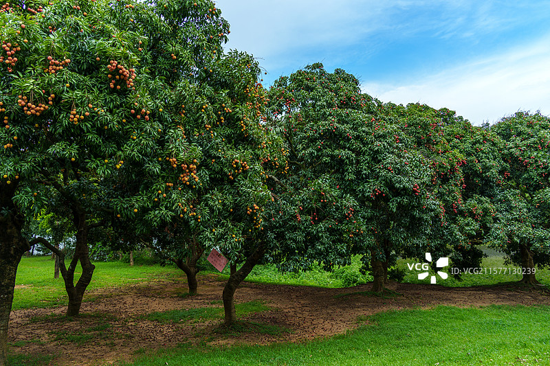 东莞寮步镇佛灵湖生态旅游区荔枝树上挂满成熟的桂味图片素材