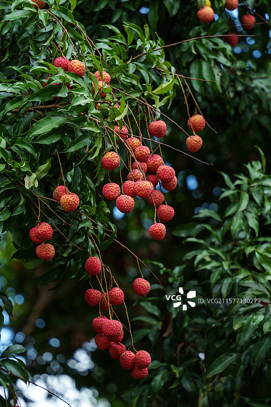 东莞寮步镇佛灵湖生态旅游区荔枝树上挂满成熟的桂味图片素材