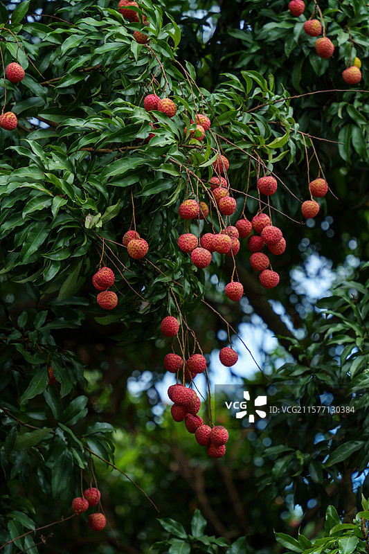 东莞寮步镇佛灵湖生态旅游区荔枝树上挂满成熟的桂味图片素材