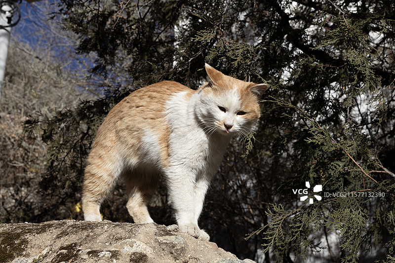 哲蚌寺的猫猫狗狗图片素材