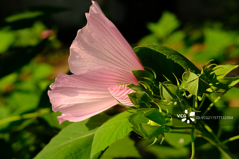 公园里的蜀葵花。臭虫。臭大姐。椿象图片素材