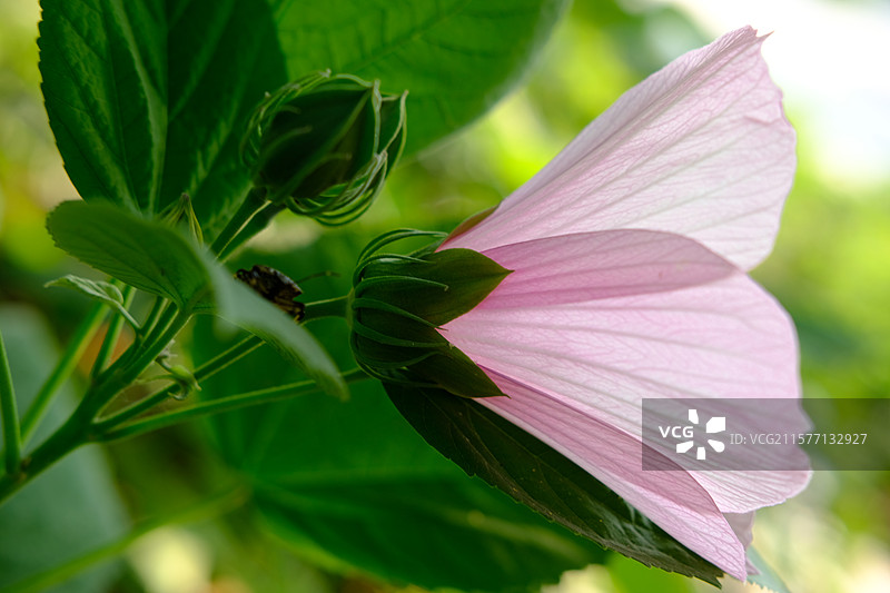 公园里的蜀葵花。臭虫。臭大姐。椿象图片素材