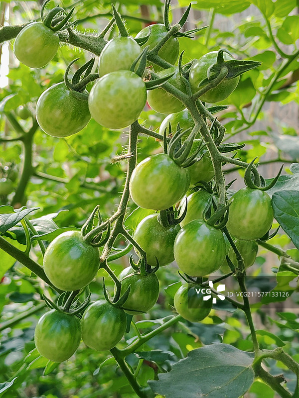 青柿子图片素材