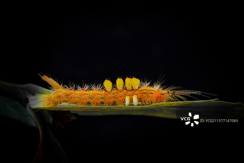 蛾的轮回图片素材