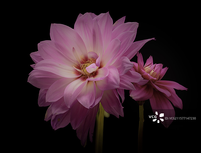 大丽花图片素材