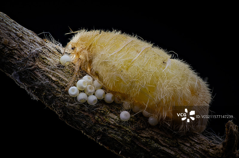 蛾的轮回图片素材