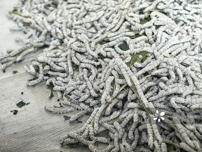 蚕宝宝种桑养蚕图片素材