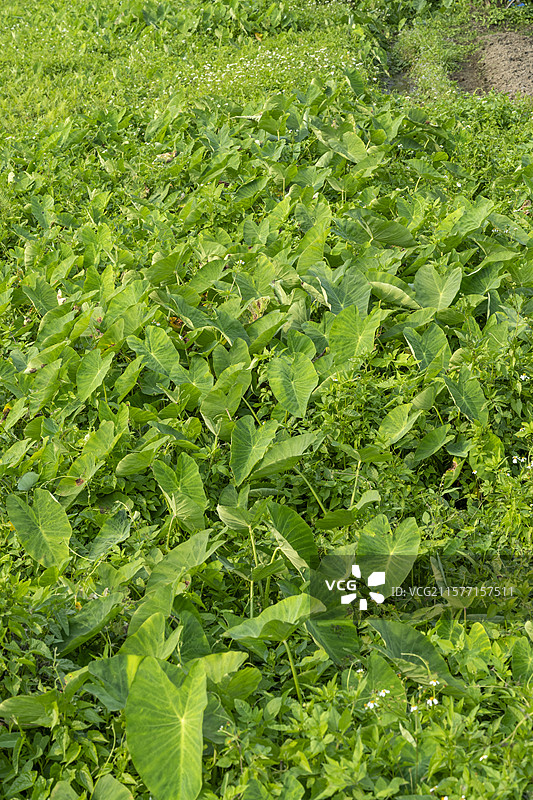 农村田间地头芋自然生长的状态图片素材