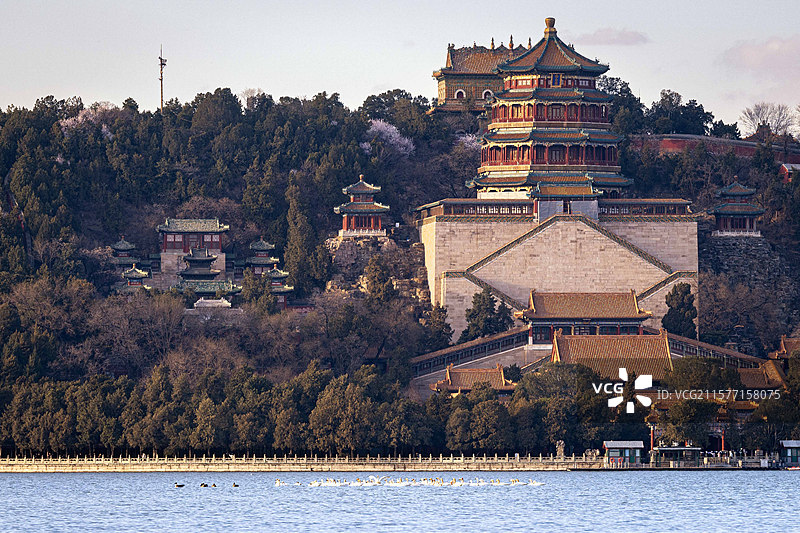 颐和园天鹅游图片素材