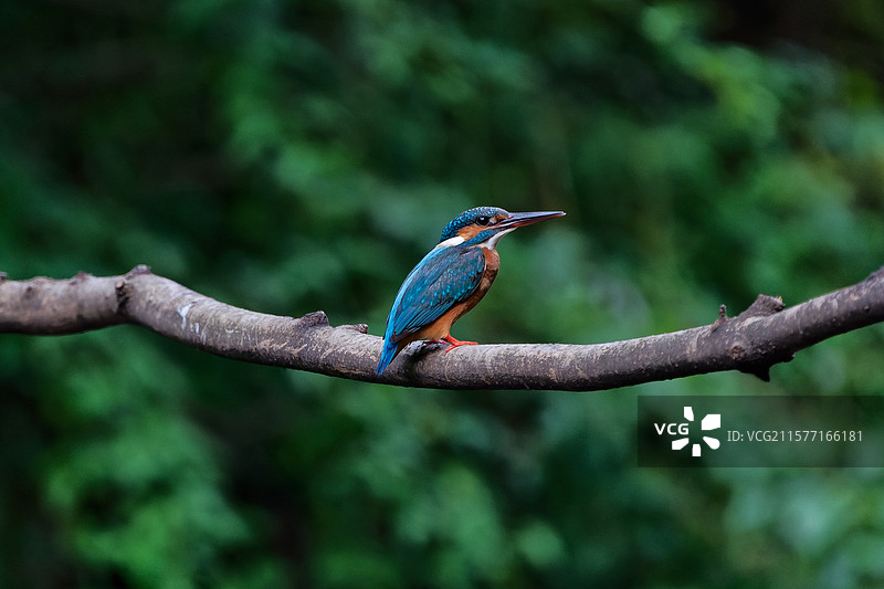 枝头上的普通翠鸟特写图片素材