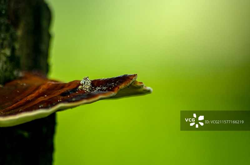 佛山三水荷花世界树干上的灵芝特写图片素材