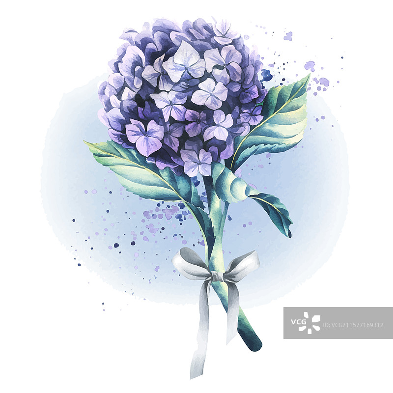 带有缎带的小紫色绣球花图片素材