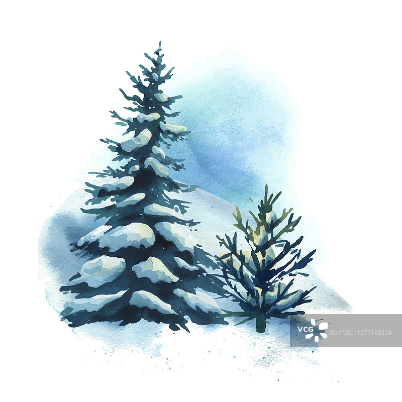 冬季森林中的风景，两个云杉树。图片素材