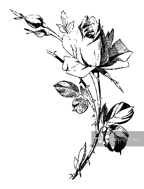 复古玫瑰花束的雕刻图案图片素材