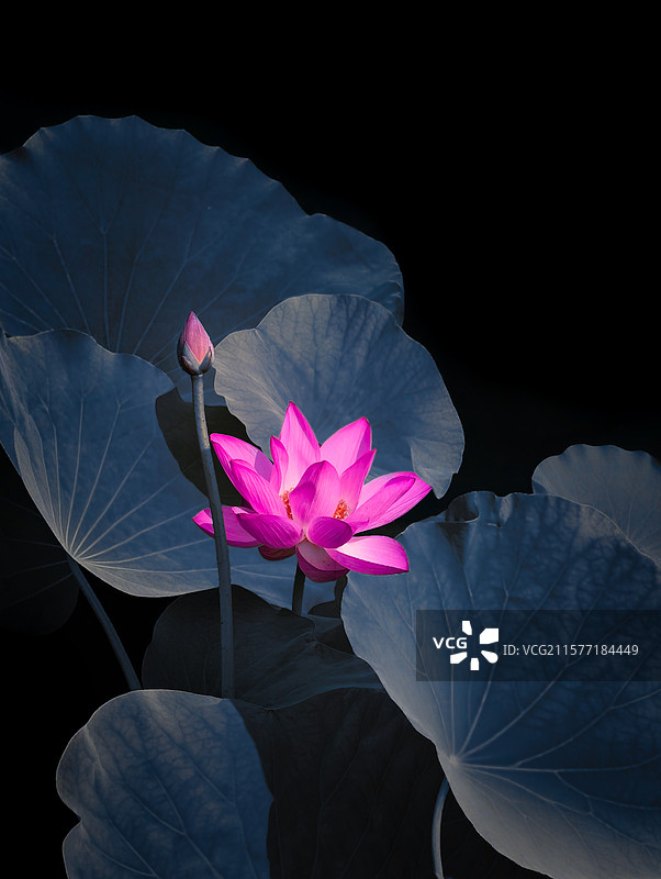 黑背景下荷花特写图片素材