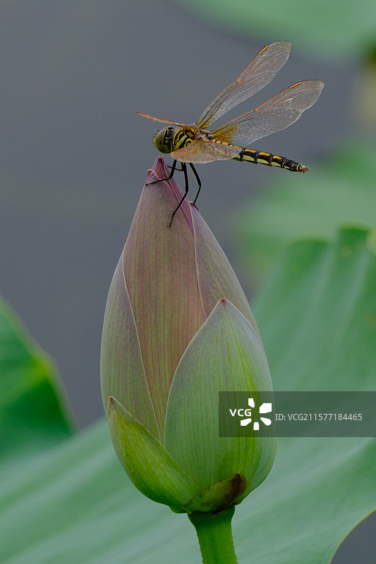 夏天荷花荷叶荷塘湖水河水蜻蜓。高清风景背景图图片素材