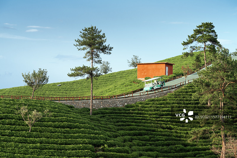 中国河南信阳浉河港“信阳毛尖”主产区茶山自然风光图片素材