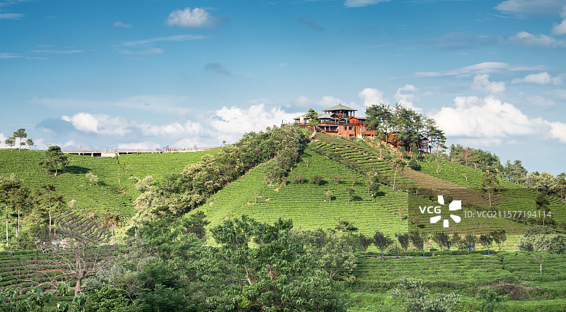 中国河南信阳浉河港“信阳毛尖”主产区茶山自然风光图片素材