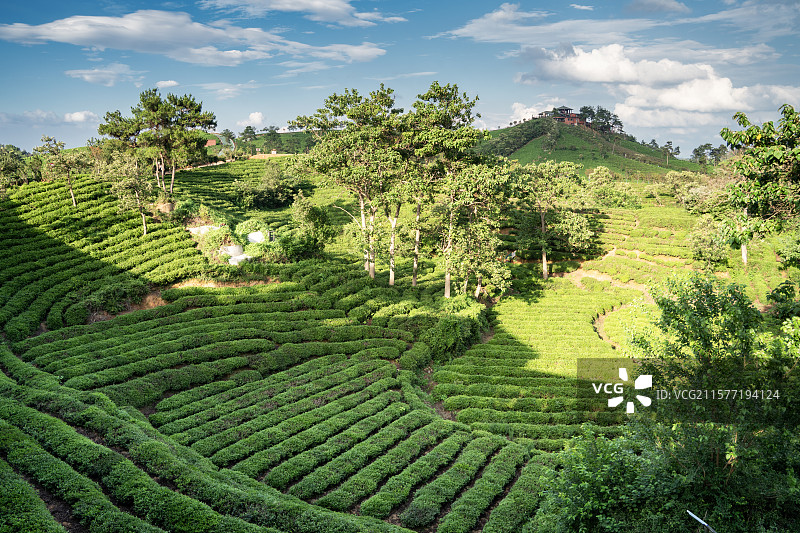 中国河南信阳浉河港“信阳毛尖”主产区茶山自然风光图片素材