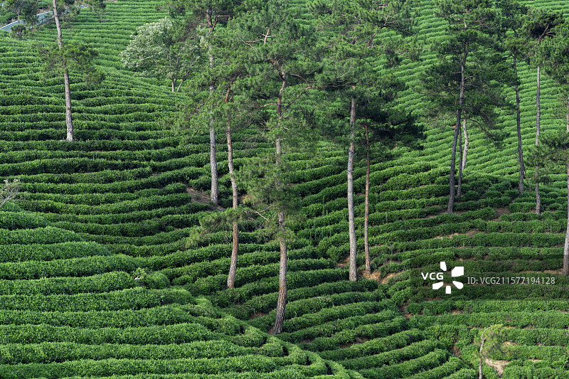 中国河南信阳浉河港“信阳毛尖”主产区茶山自然风光图片素材