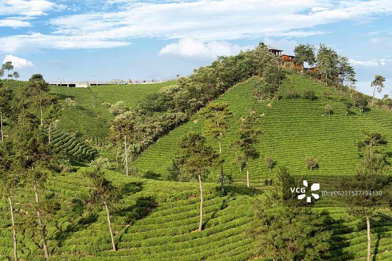 中国河南信阳浉河港“信阳毛尖”主产区茶山自然风光图片素材