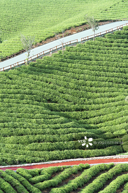 中国河南信阳浉河港“信阳毛尖”主产区茶山自然风光图片素材