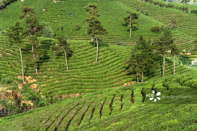 中国河南信阳浉河港“信阳毛尖”主产区茶山自然风光图片素材