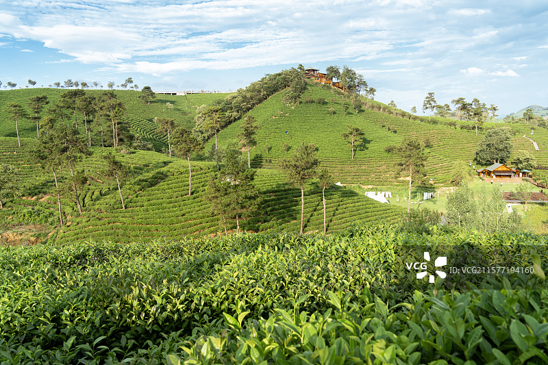 中国河南信阳浉河港“信阳毛尖”主产区茶山自然风光图片素材