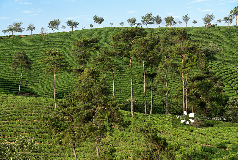 中国河南信阳浉河港“信阳毛尖”主产区茶山自然风光图片素材