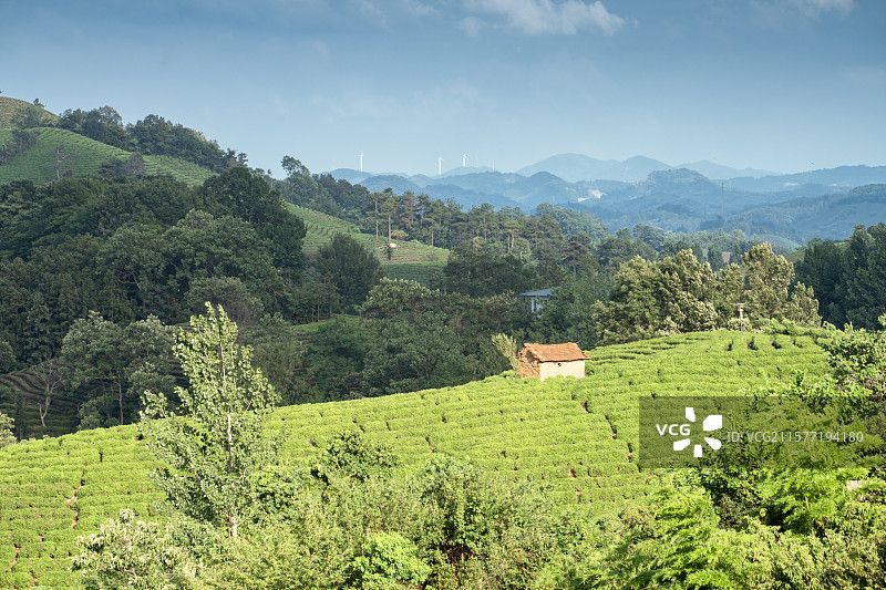 中国河南信阳浉河港“信阳毛尖”主产区茶山自然风光图片素材