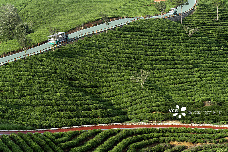 中国河南信阳浉河港“信阳毛尖”主产区茶山自然风光图片素材