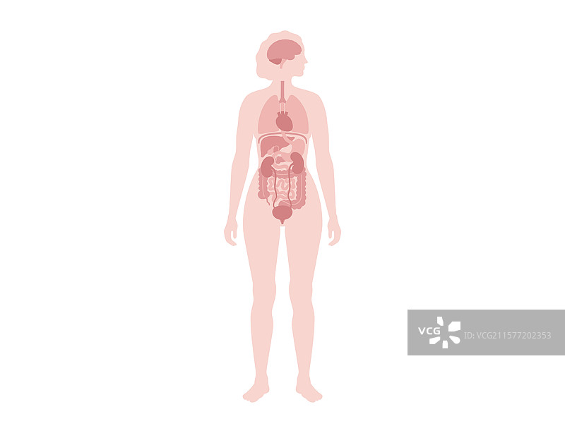 人体内部器官图片素材