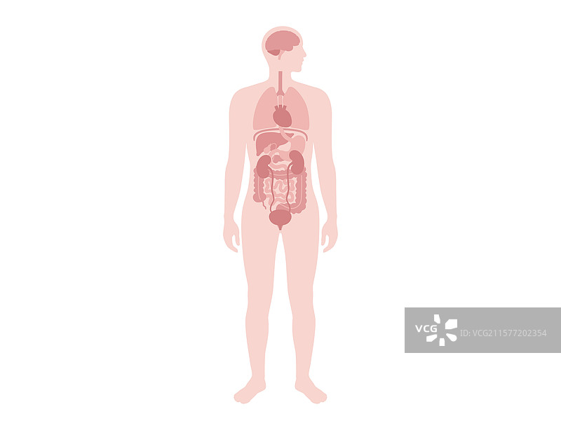 人体内部器官图片素材