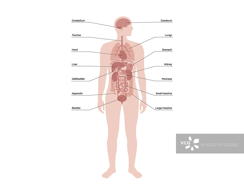 人类内部器官图片素材