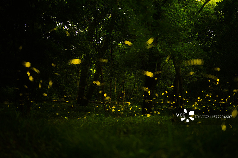 萤火之森图片素材