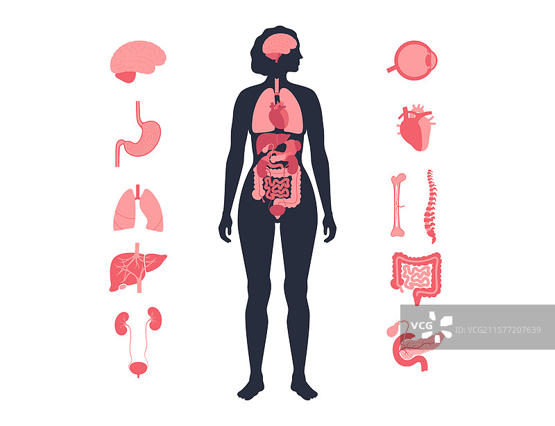 人体内部器官图片素材
